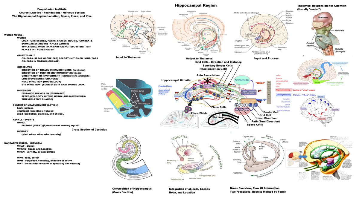 HIPPOCAMPAL REGION From the Foundations Course (Yes I’m back at work on it)