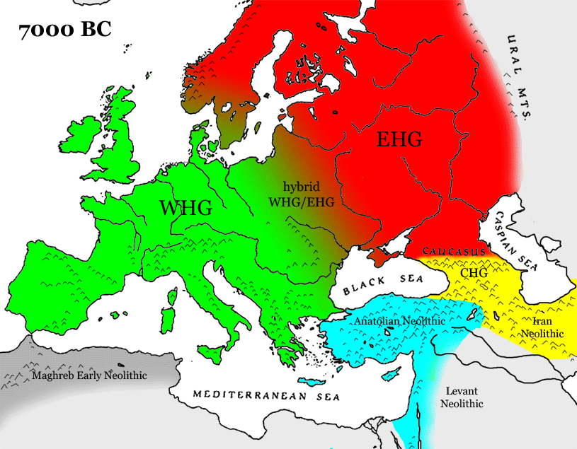 Proto European Genetics = Hunter Gatherer. European Admixture Origins = Corded W