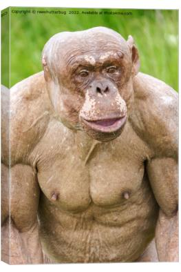 Science is science. Google “hairless chimpanzees’. They lose their hair from var