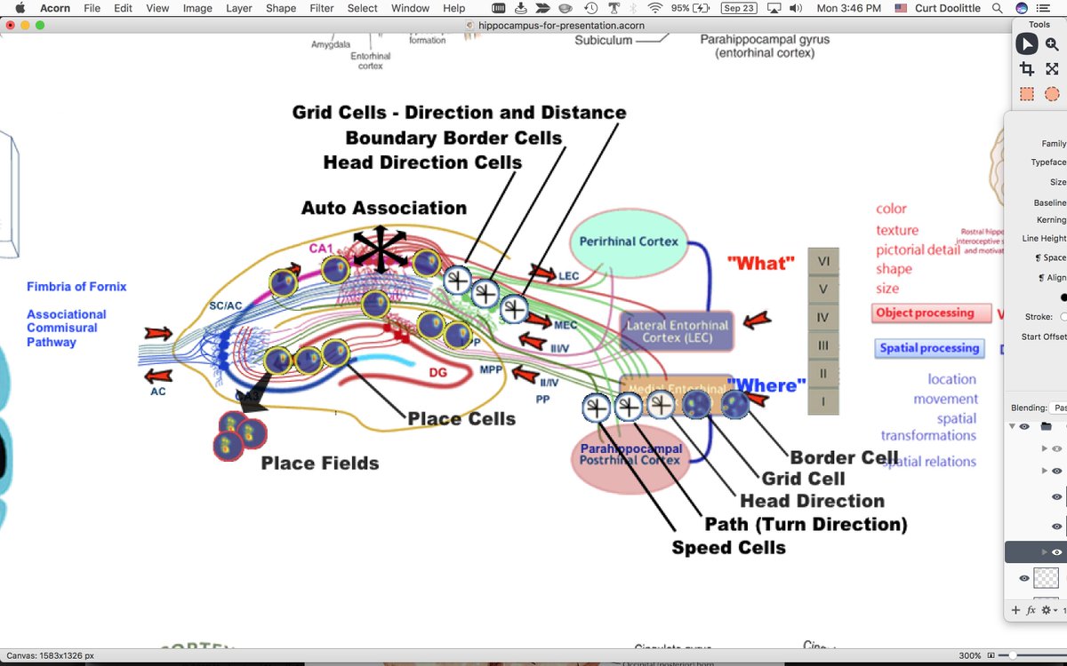 This is a slide from my course on the brain. It is a diagram of the hippocampal