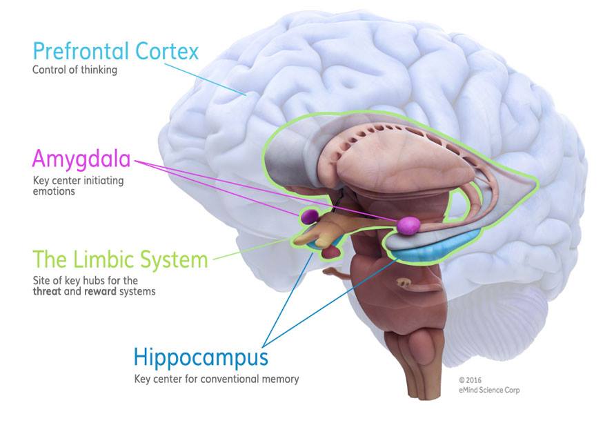 photos_and_videos/your_posts/36723807_10156479528307264_3711359950044266496_n_10