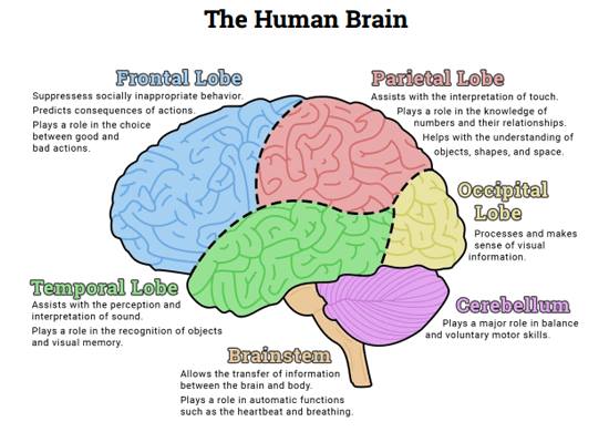 Human Brain, Regions, Functions